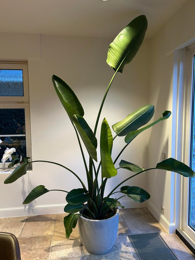 Strelitzia 2,5 m, Enlèvement