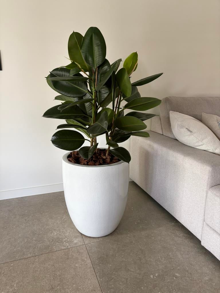 Plant met bijpassende pot, Huis en Inrichting, Kamerplanten, Ophalen, Ficus