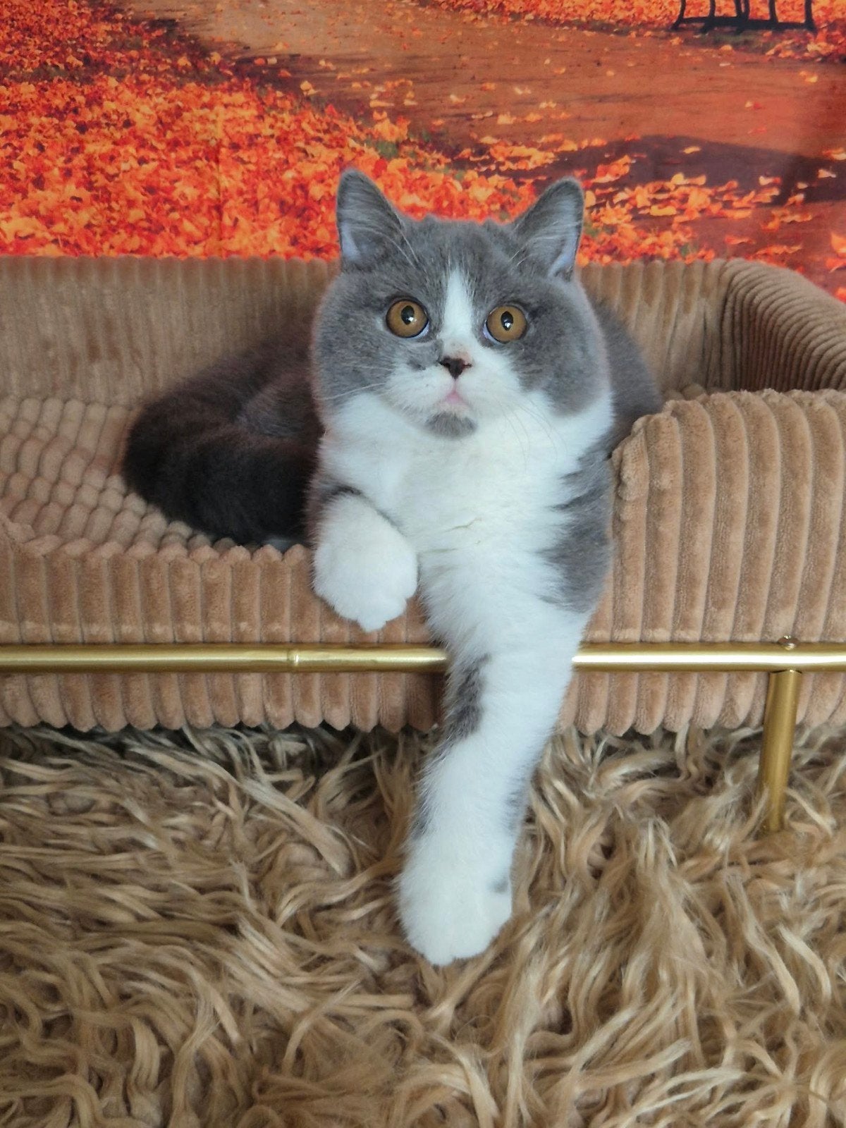 Britse kortharige poesje, Dieren en Toebehoren, Poes, Met stamboom, 0 tot 2 jaar
