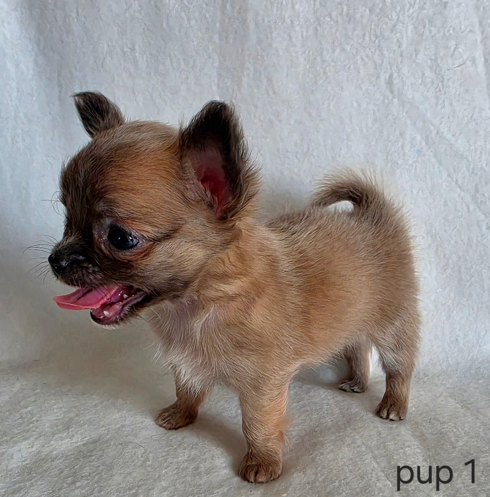 Chihuahua pup (klein reutje), Parvo, België, Particulier, Reu