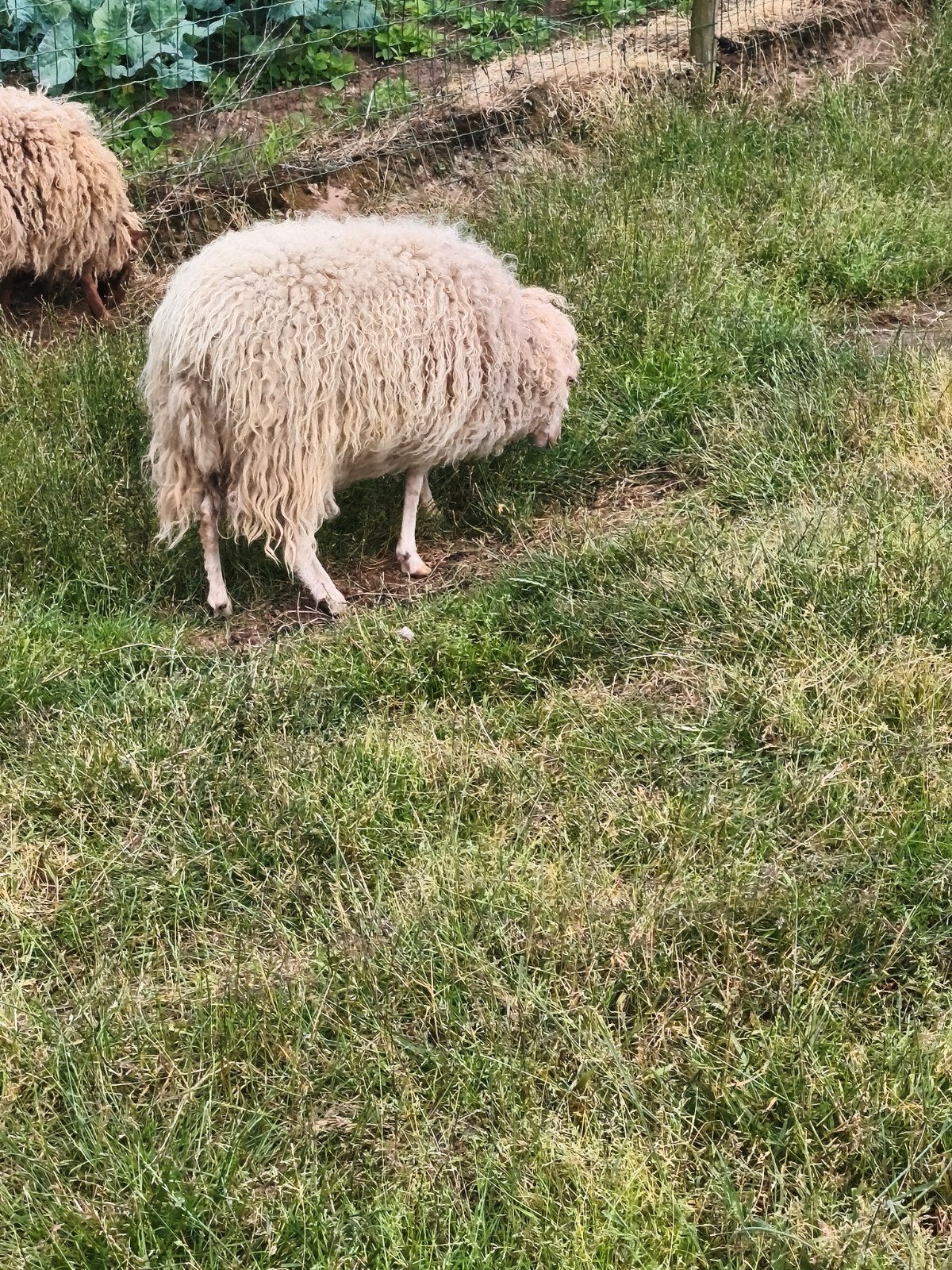 Ouessant ooien, Dieren en Toebehoren, Schapen, Geiten en Varkens