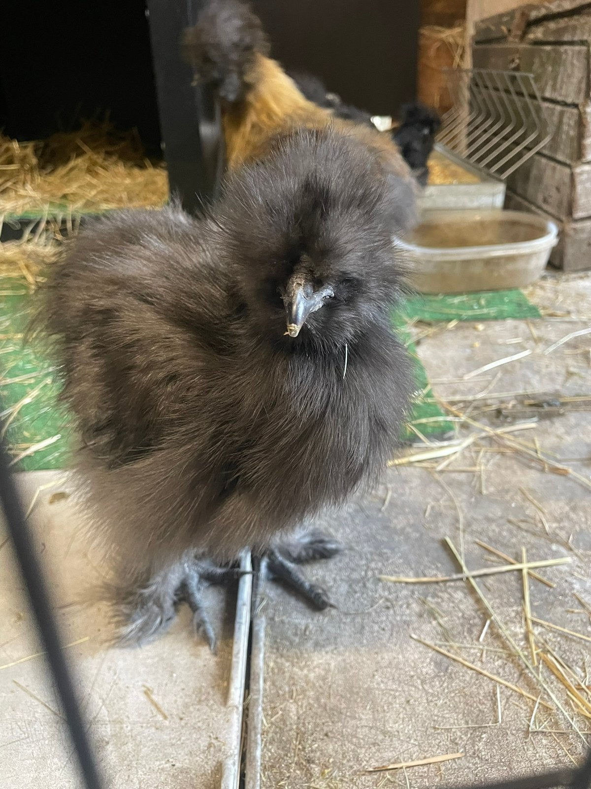2 Zijdehoender hanen, Dieren en Toebehoren, Pluimvee, Kip, Mannelijk