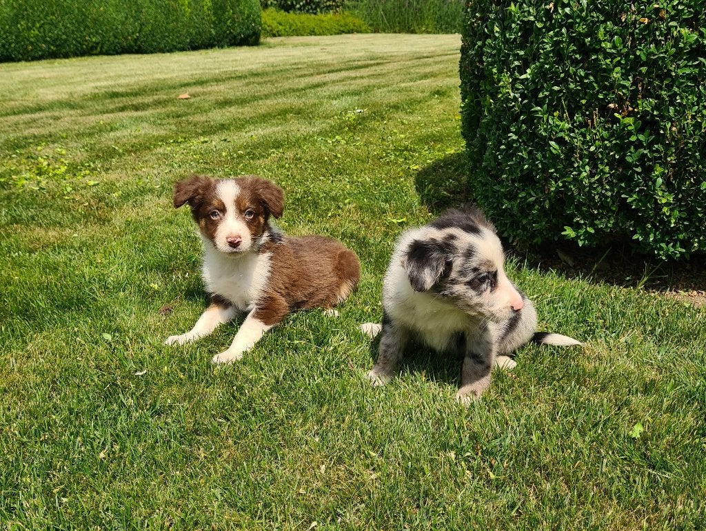 border collie pups, Dieren en Toebehoren, Honden | Herdershonden en Veedrijvers, Reu, Collie, Fokker | Professioneel, Meerdere
