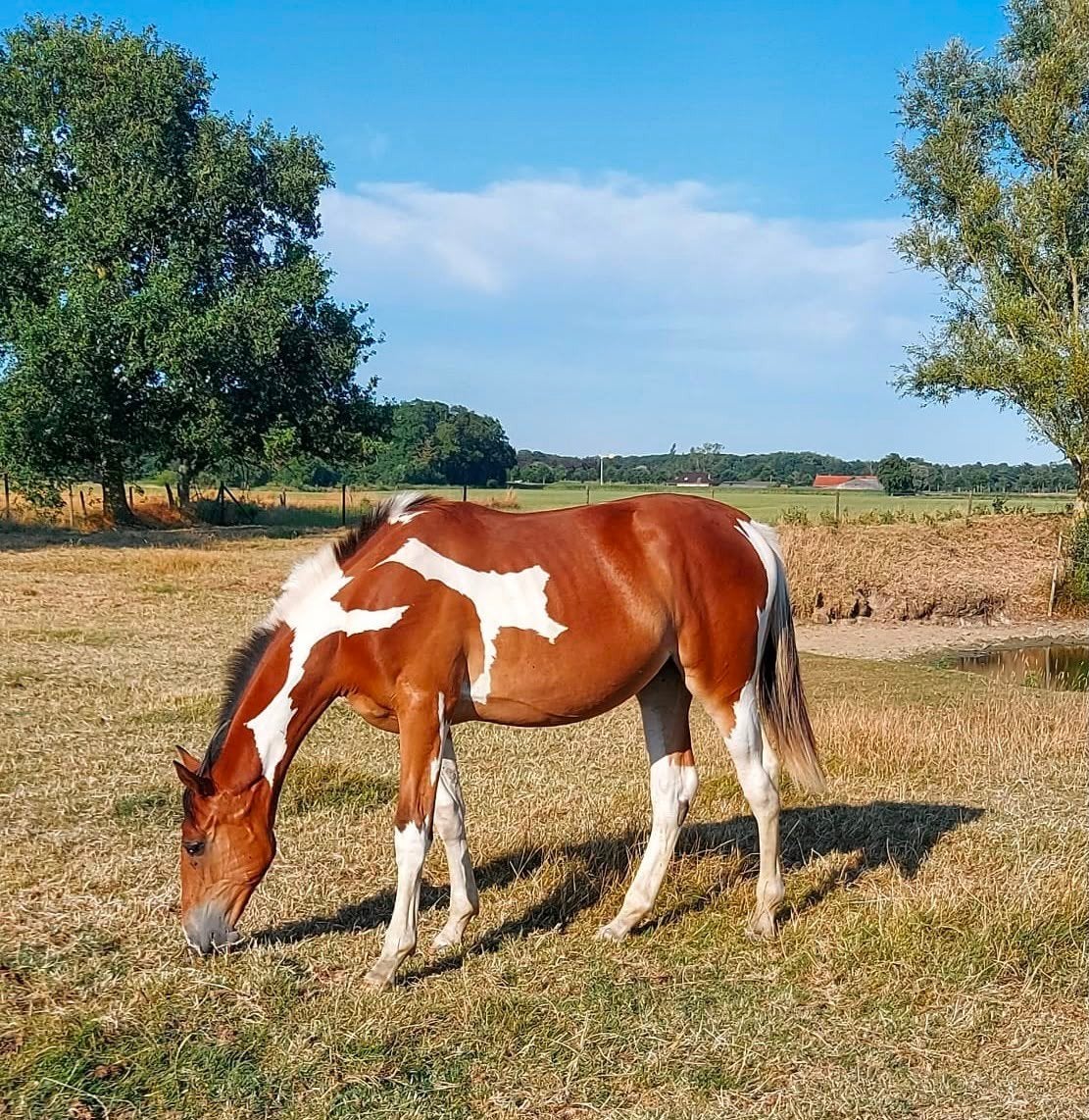 Bont Zangersheide jaarling merrie, Animaux & Accessoires, Chevaux, Avec pedigree, 0 à 2 ans, Jument, Non dressé