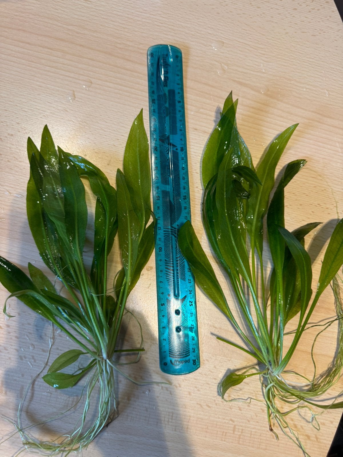 Echinodorus Bleheri, Ophalen, Zo goed als nieuw, Plant(en), Steen of Hout