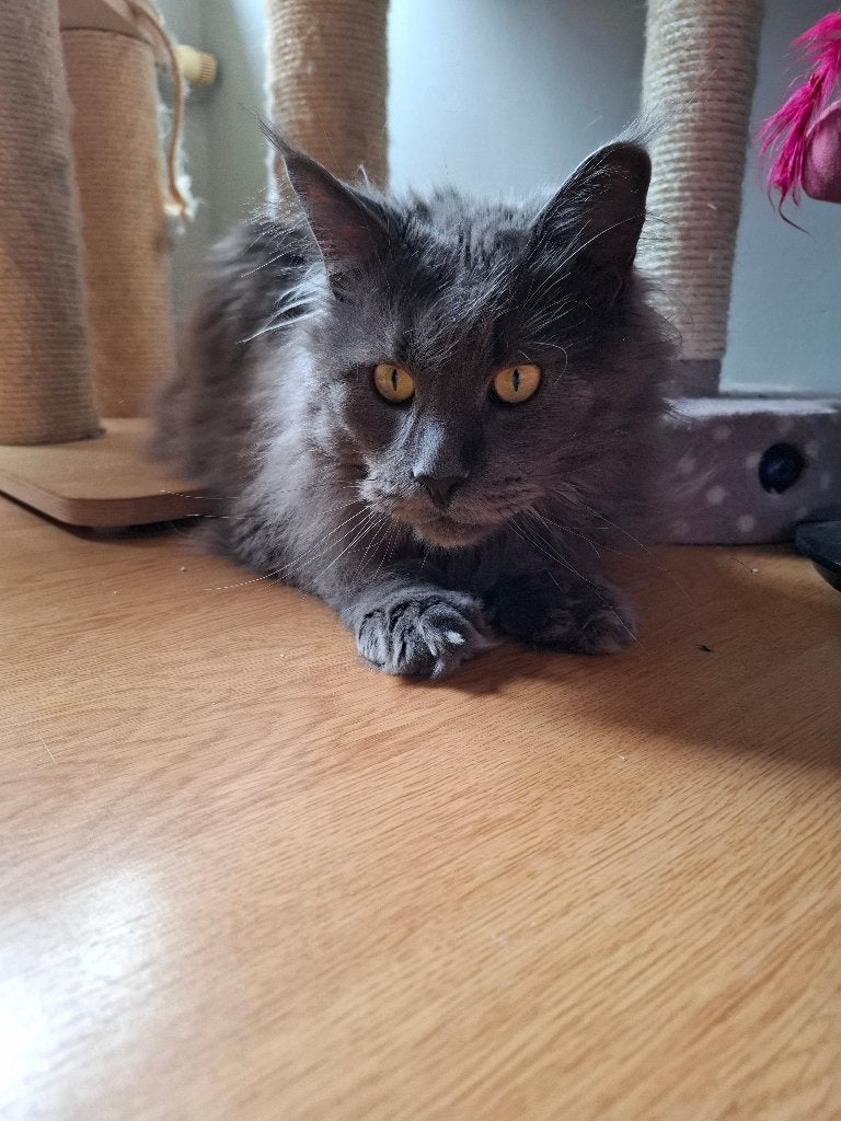 Te koop maine coon Nilo zoekt een gouden mandje, Animaux & Accessoires, Chats & Chatons | Chats de race | Poil long, Chat, Avec pedigree