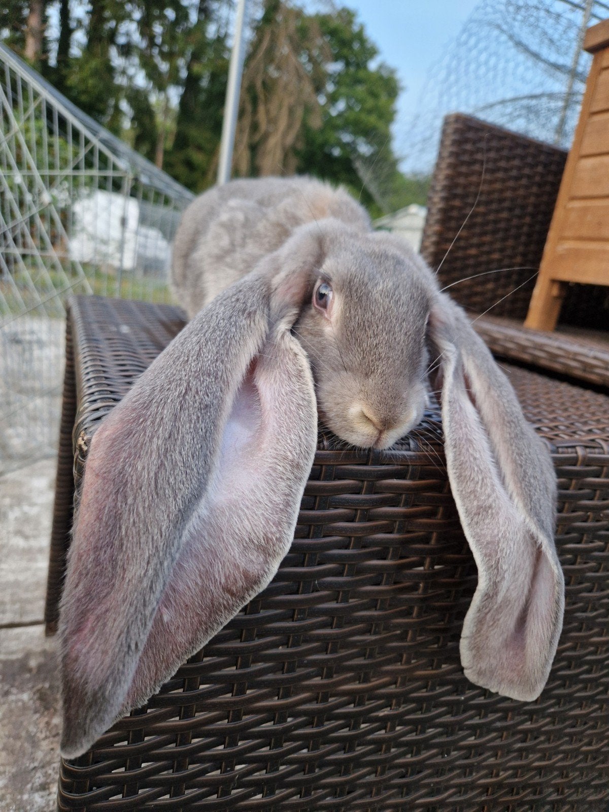 bélier anglais, Animaux & Accessoires, Lapins, Mâle