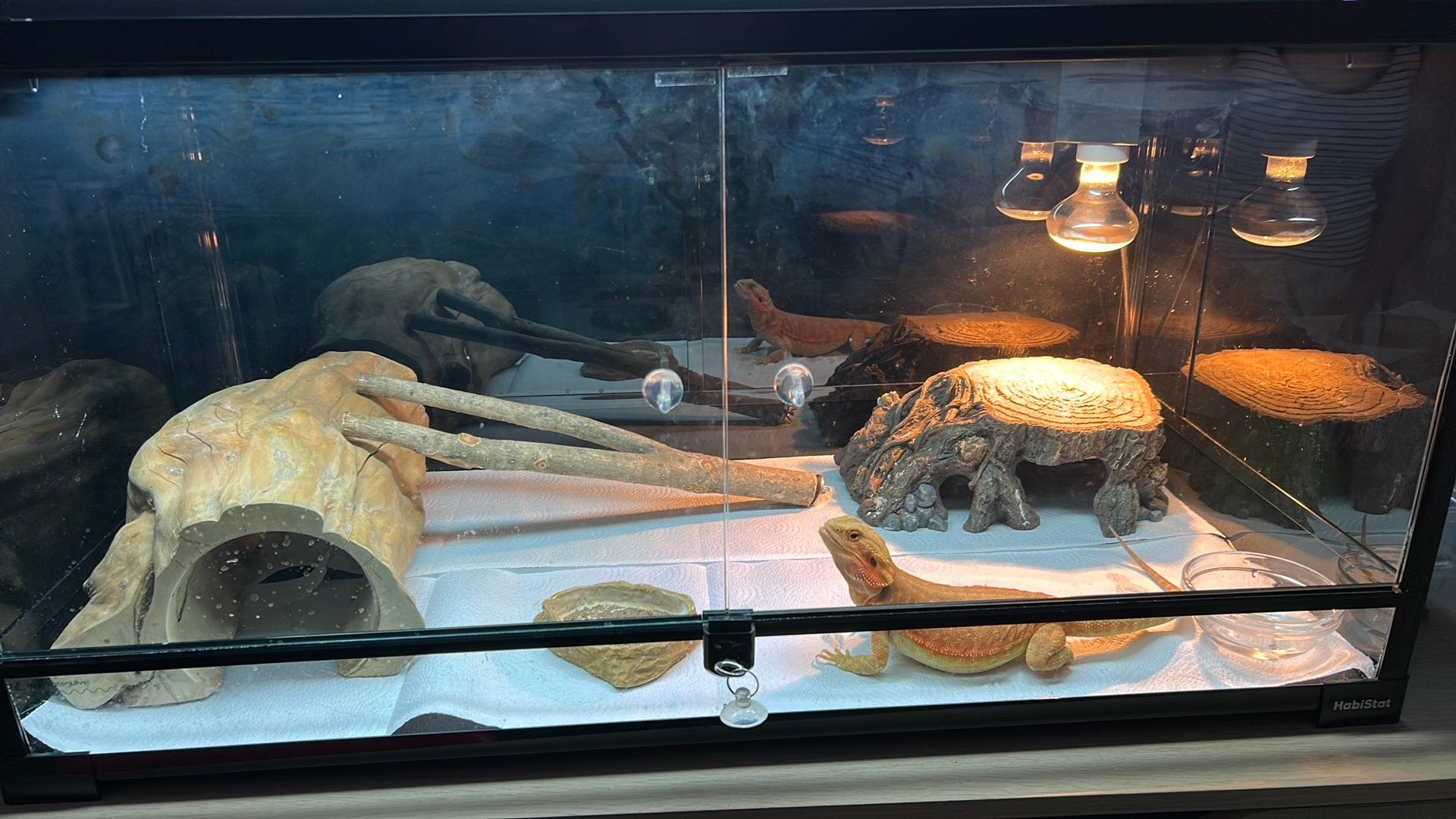 Tamme baardegaam met accessoires, Animaux & Accessoires, Lézard, Avec terrarium, 0 à 2 ans