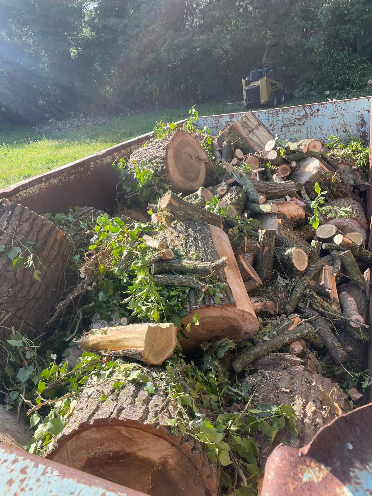 Bois de chauffage scié, Enlèvement, Troncs d'arbres