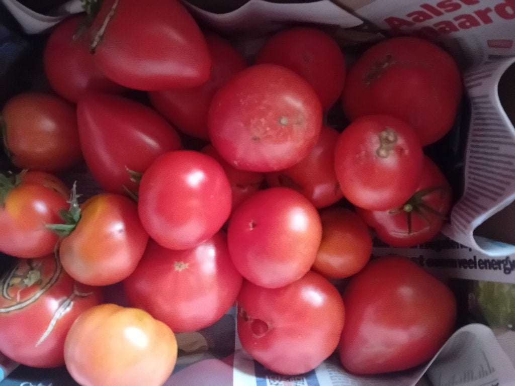Bio tomaten, Ophalen