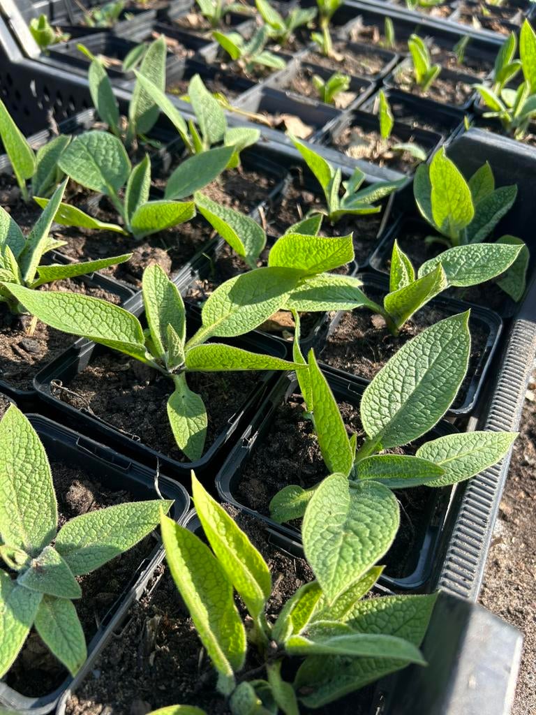 Russische smeerwortel, Tuin en Terras, Ophalen