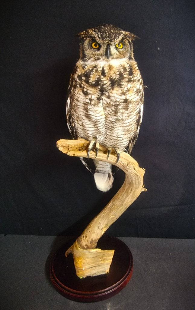 mooie overleden vogels te koop gevraagd.., Meerdere dieren, Roofvogel, Geringd
