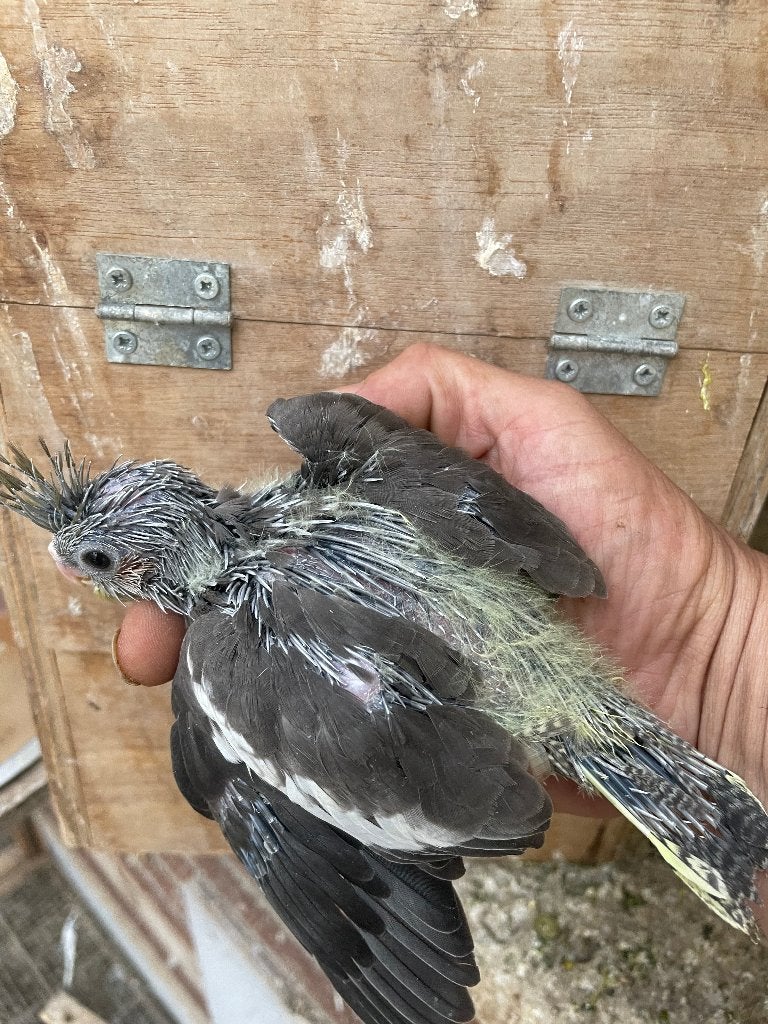 Baby valkparkietjes, Meerdere dieren, Parkiet, Geringd