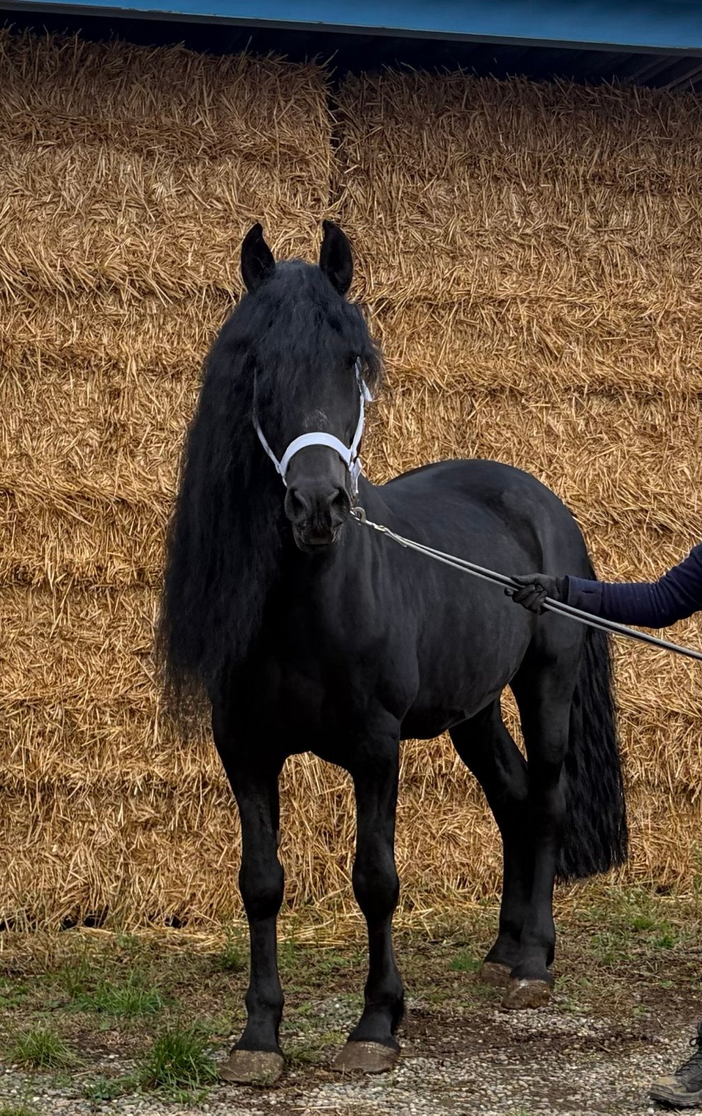 Étalon Arabo Friese à vendre, Étalon