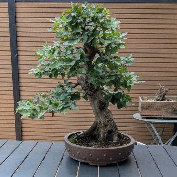 Bonsai haagbeuk, Ophalen