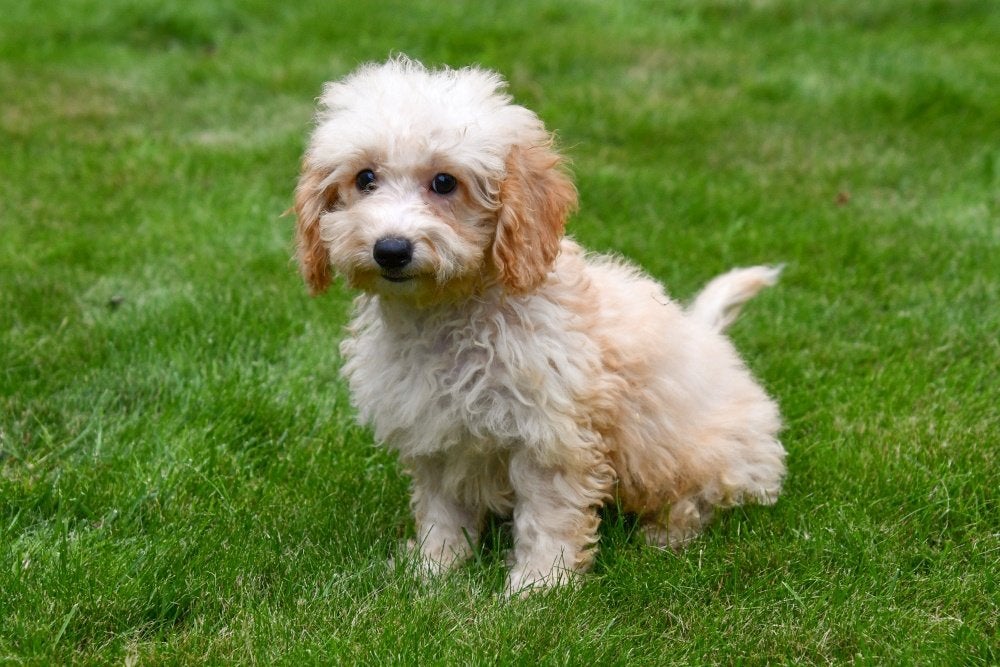 Maltipoo pups te koop, 15 weken tot 1 jaar, Overige rassen, Buitenland, CDV (hondenziekte)
