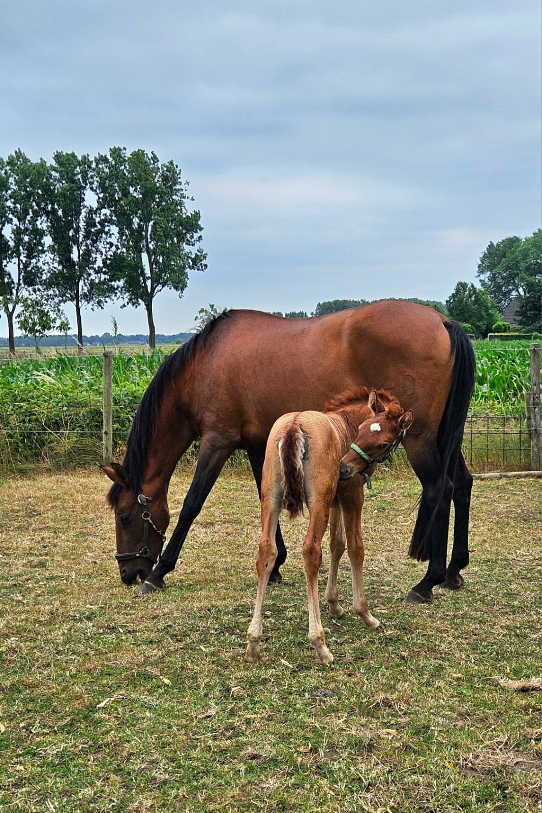 APTA PRE (Andalusier) merrie en jaarling hengst, Animaux & Accessoires, Chevaux & Poneys | Étalons & Juments poulinières, Plusieurs animaux