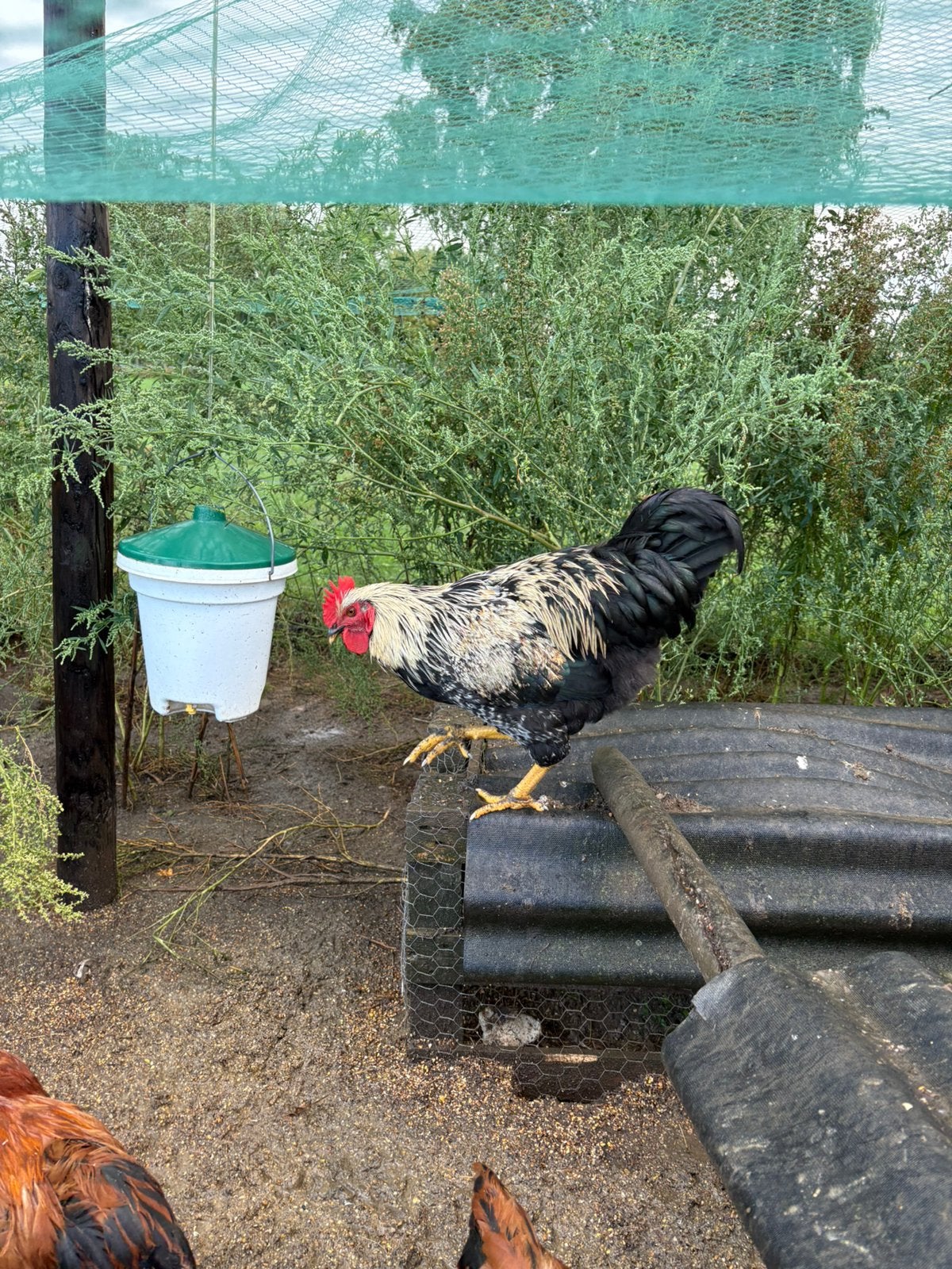 Haan te koop, Animaux & Accessoires, Volatiles, Mâle, Poule ou poulet