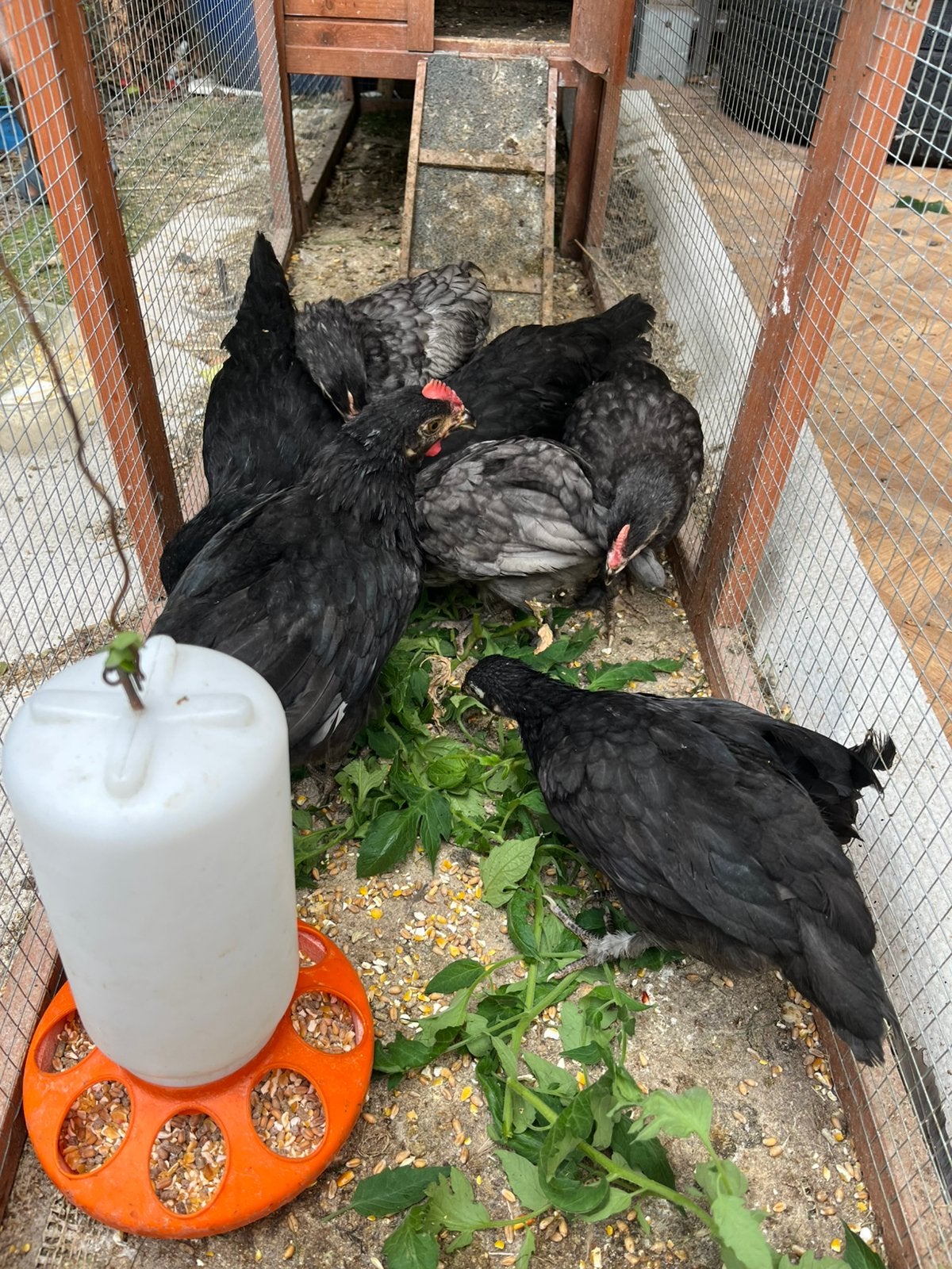 Poussins, Animaux & Accessoires, Plusieurs animaux, Poule ou poulet
