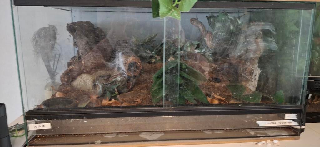 9 balfouri's met terrarium