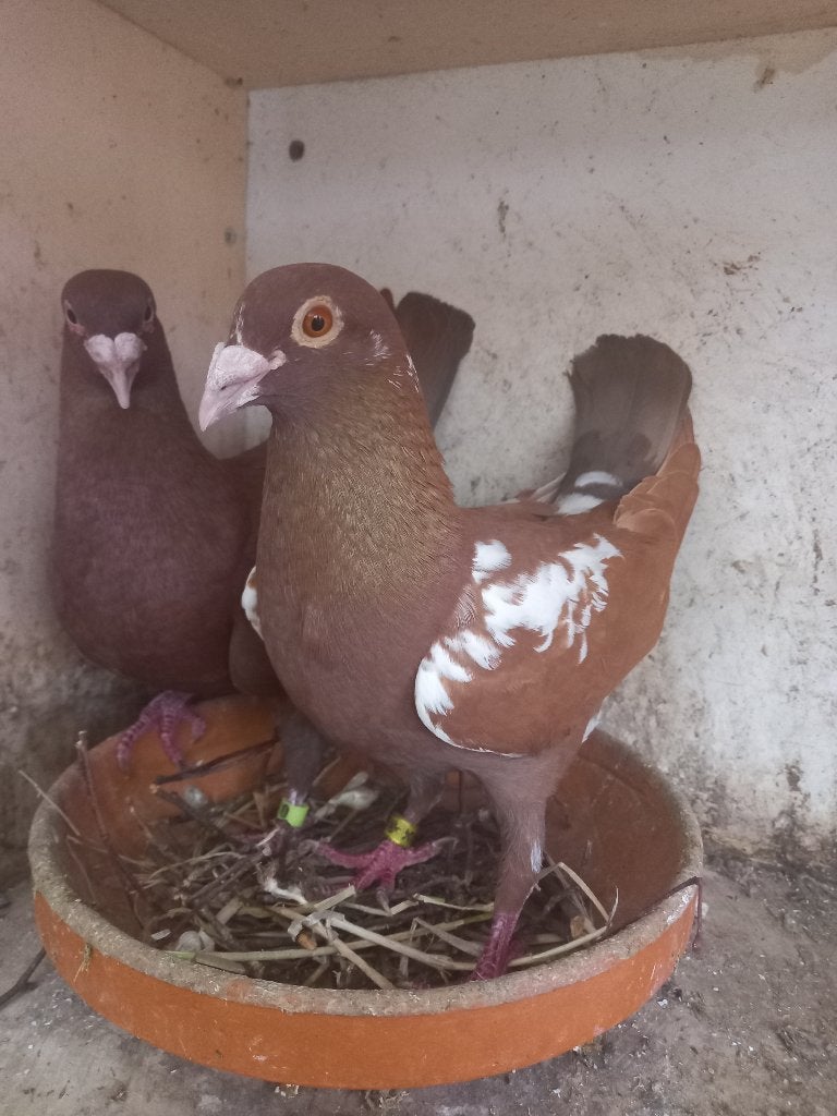 Jonge kleurpostduiven, Dieren en Toebehoren, Vogels | Duiven, Meerdere dieren, Postduif