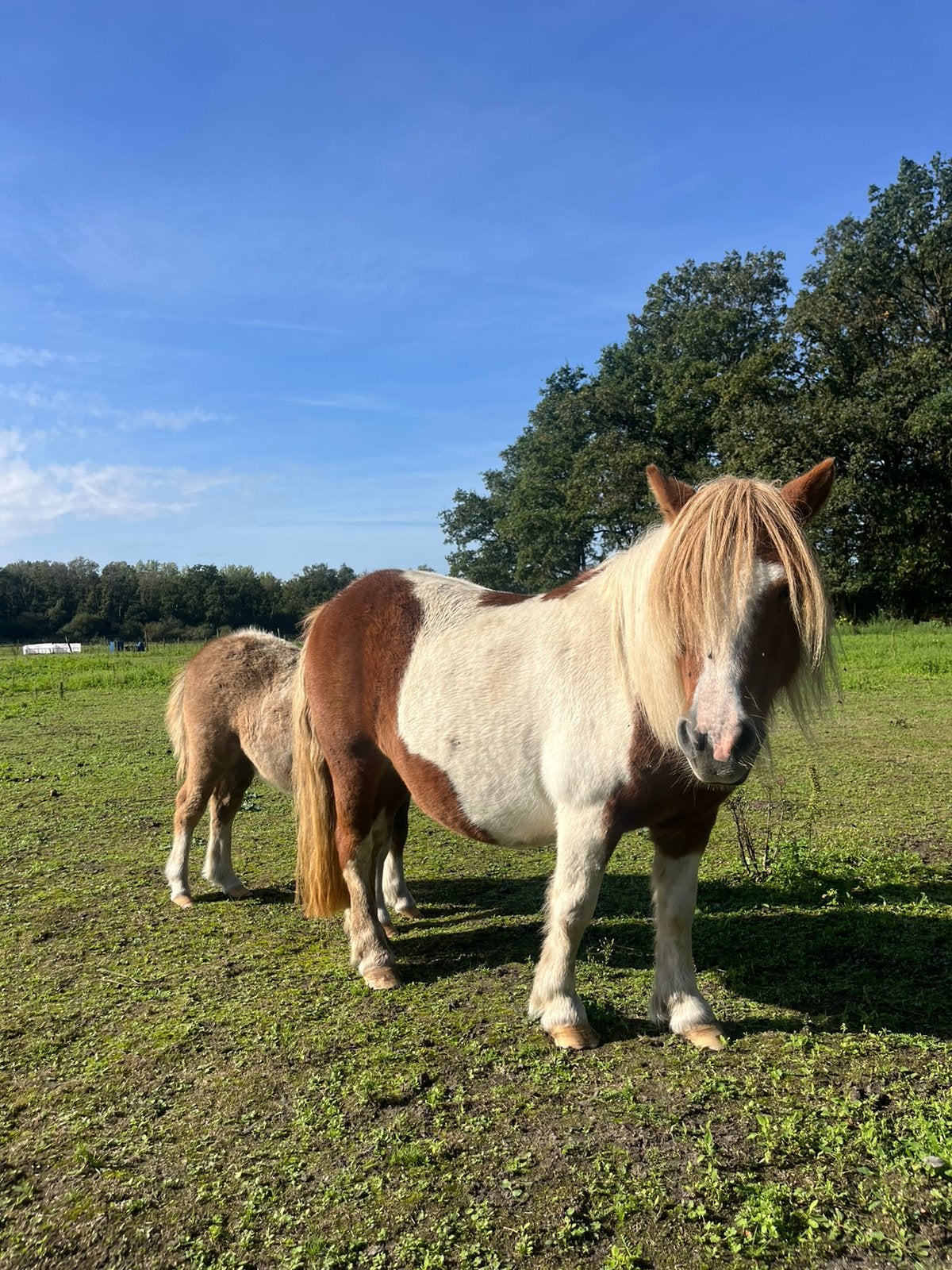 Mooie vosbonte drachtige merrie met vosbont merrie veulen, Merrie