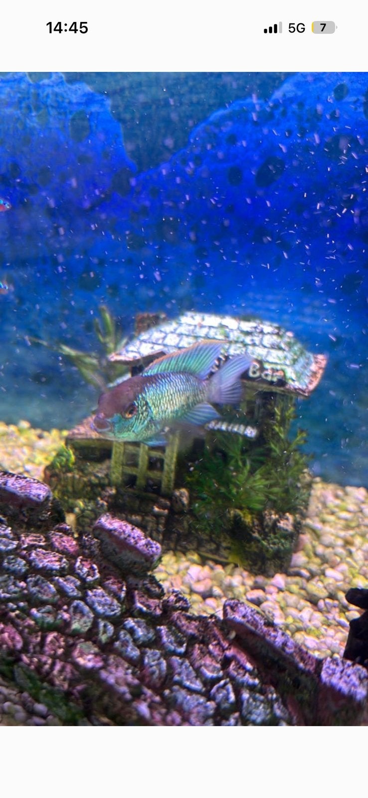 Bewezen koppel electirc blue acara’s, Poisson, Poisson d'eau douce