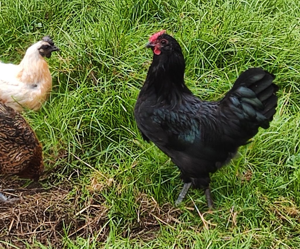 Zwarte haan, Dieren en Toebehoren, Mannelijk, Kip