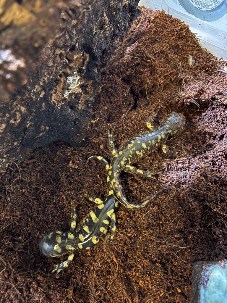 Tijgersalamanders, Dieren en Toebehoren, Reptielen en Amfibieën, Amfibie, 0 tot 2 jaar