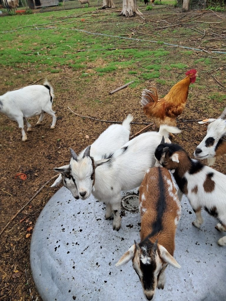geitjes, Plusieurs animaux, Chèvre, 0 à 2 ans