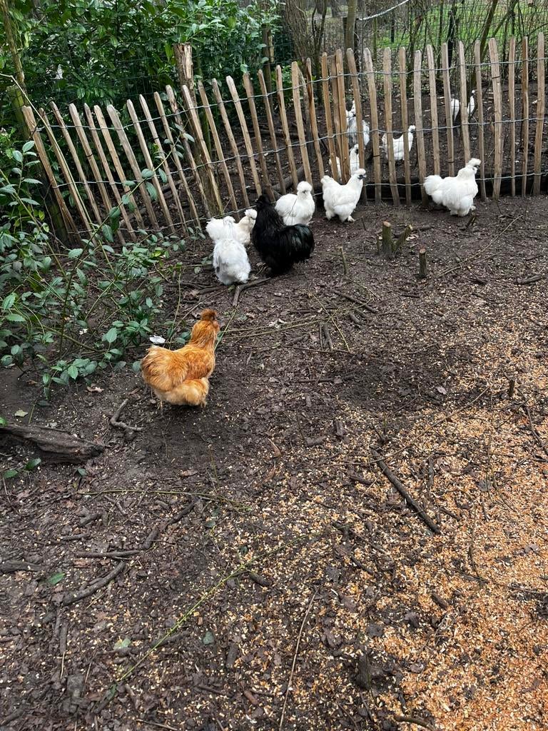 Broedeieren raszuivere zijdehoen, Dieren en Toebehoren
