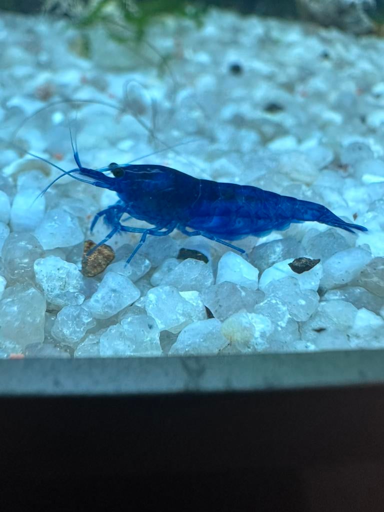 Blue dream garnalen, Dieren en Toebehoren