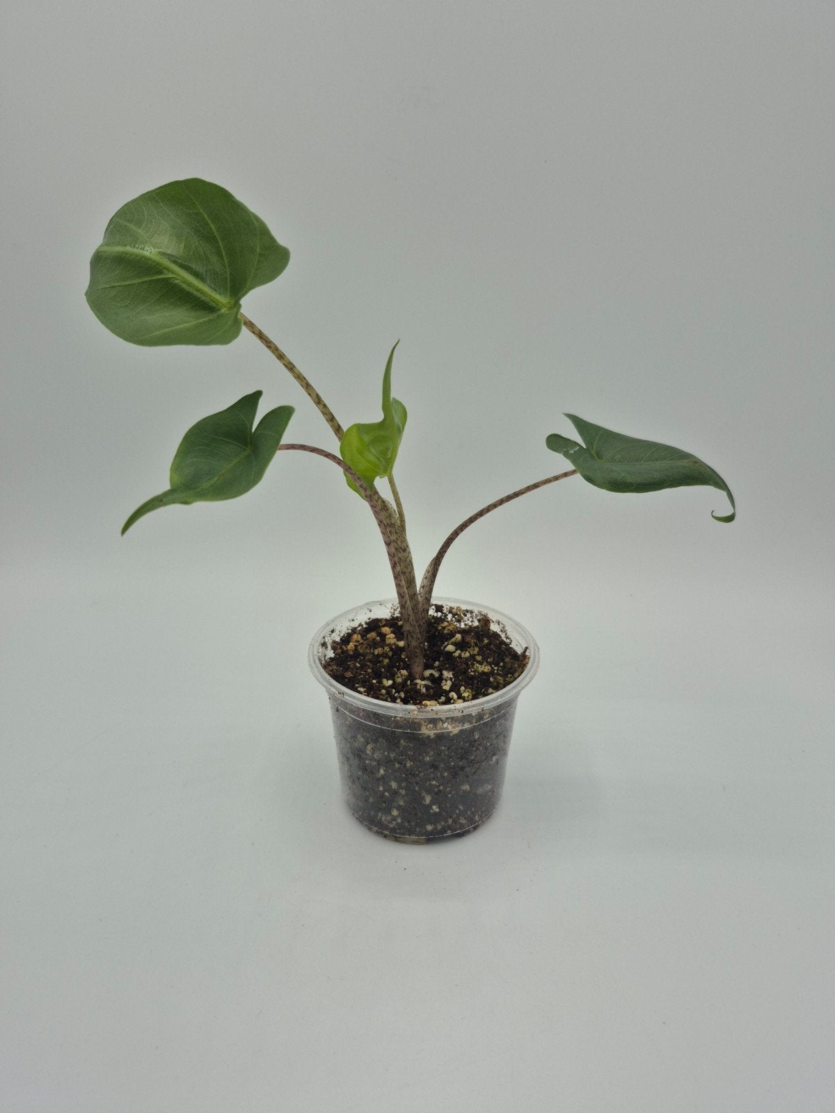 Alocasia stingray, Ophalen of Verzenden