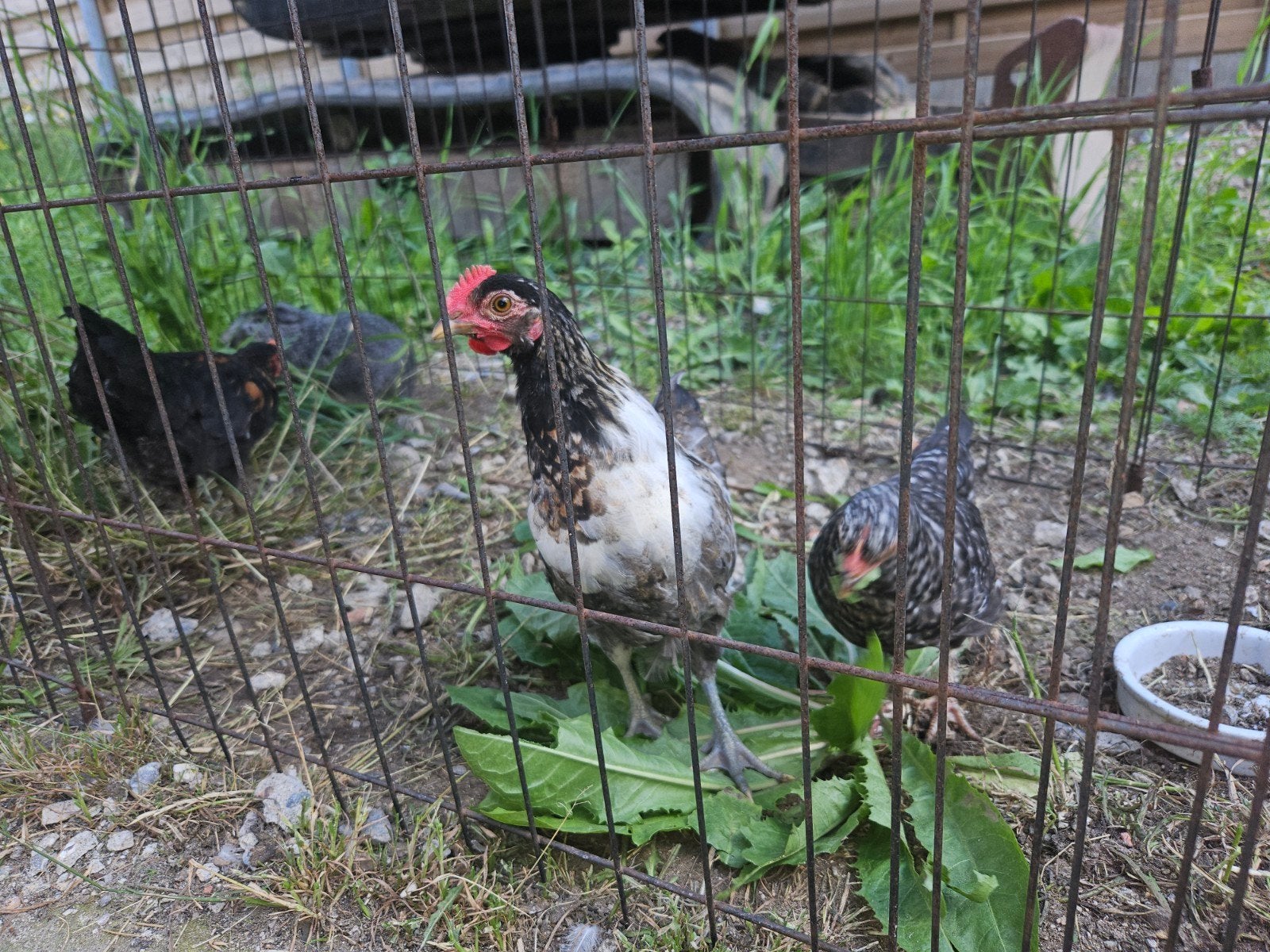 Krielhaantjes, Dieren en Toebehoren