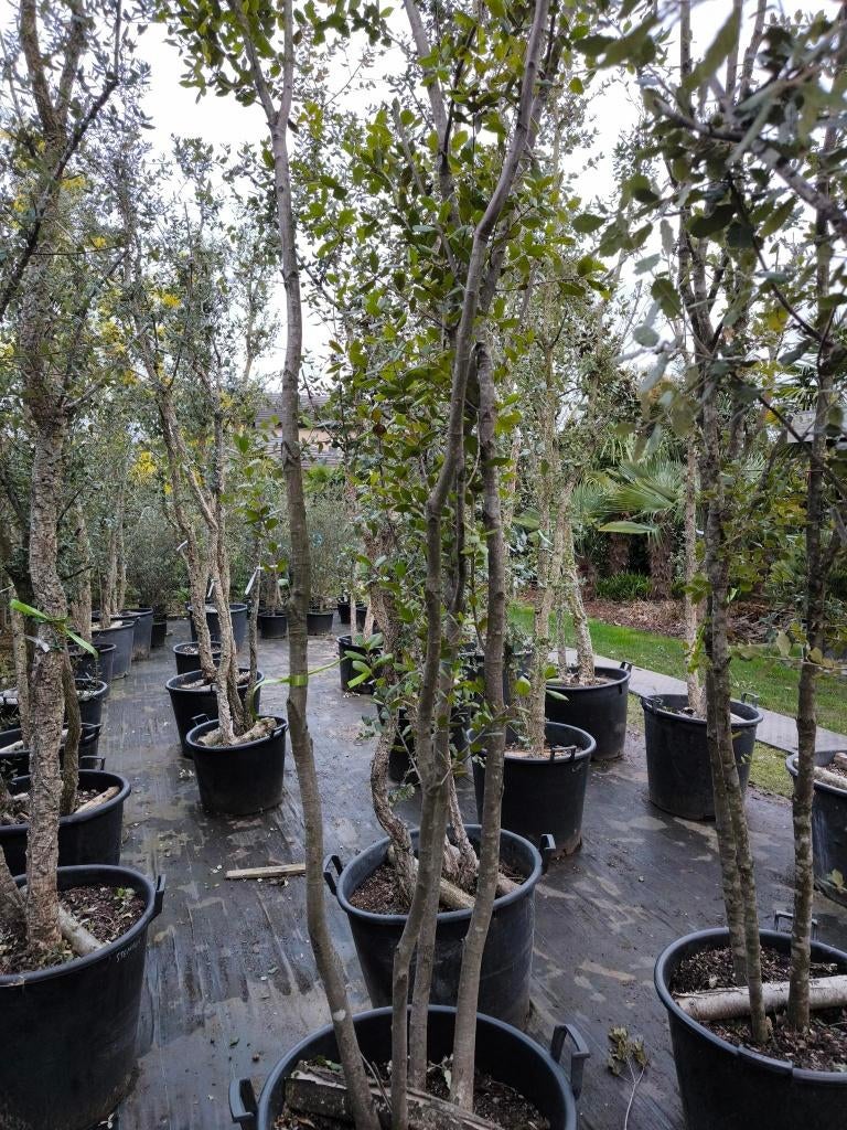 Quercus ilex of steeneik te koop, En pot, Plein soleil, Autres espèces, Enlèvement