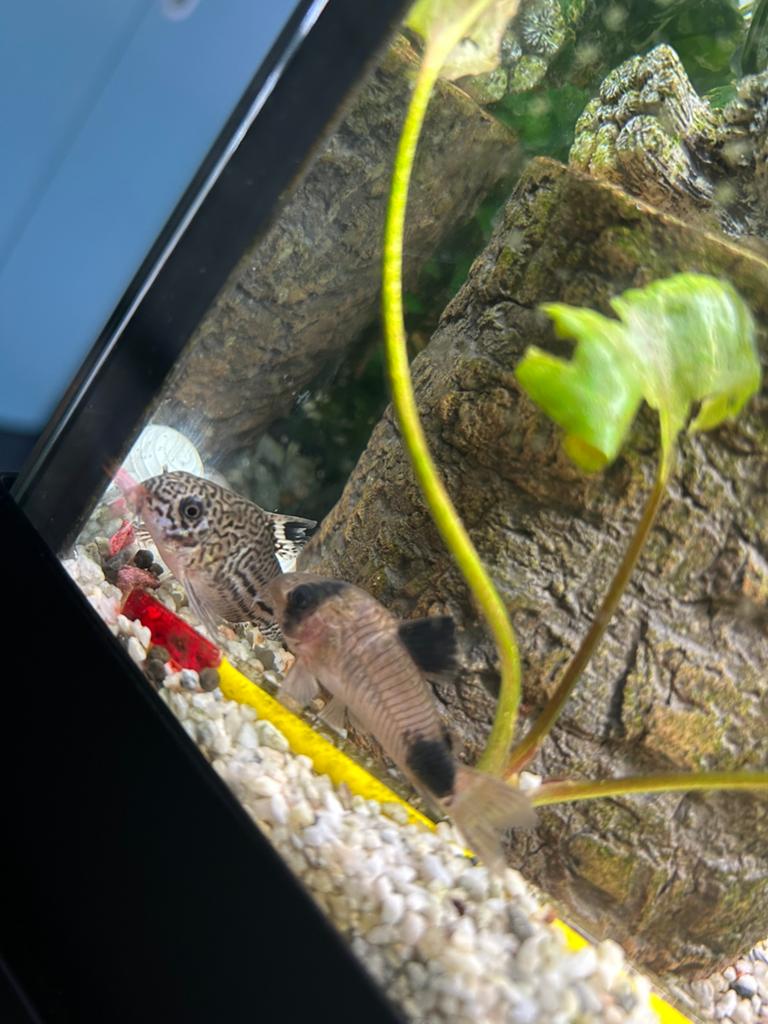 corydoras, Dieren en Toebehoren