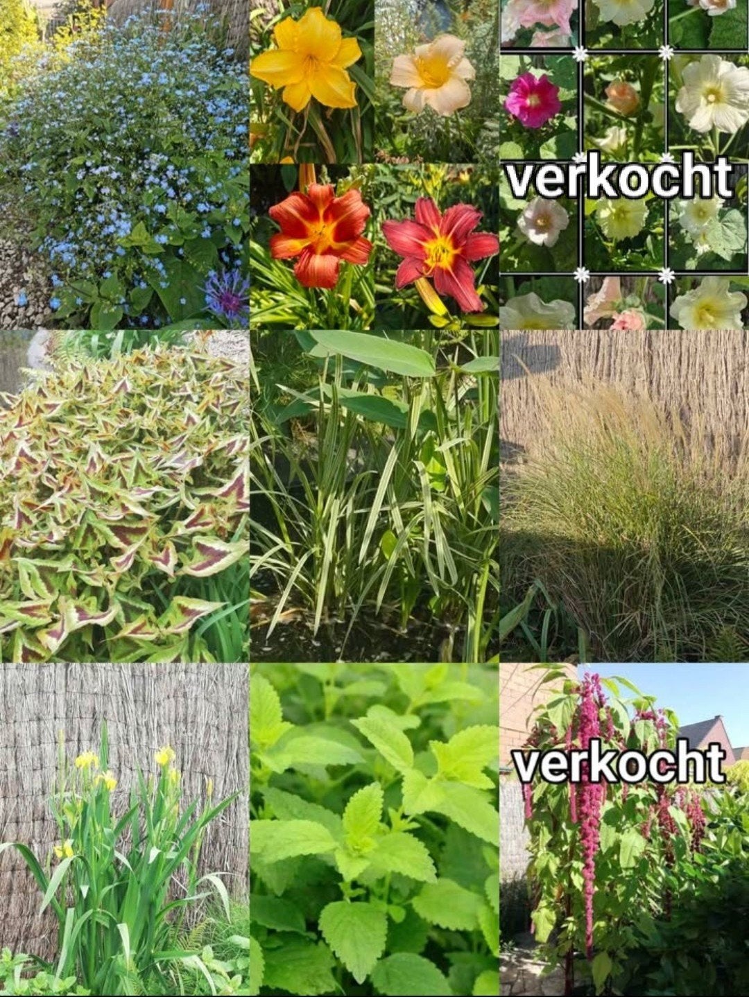 Diverse soorten vaste planten, Ophalen, Lente, Vaste plant, Overige soorten