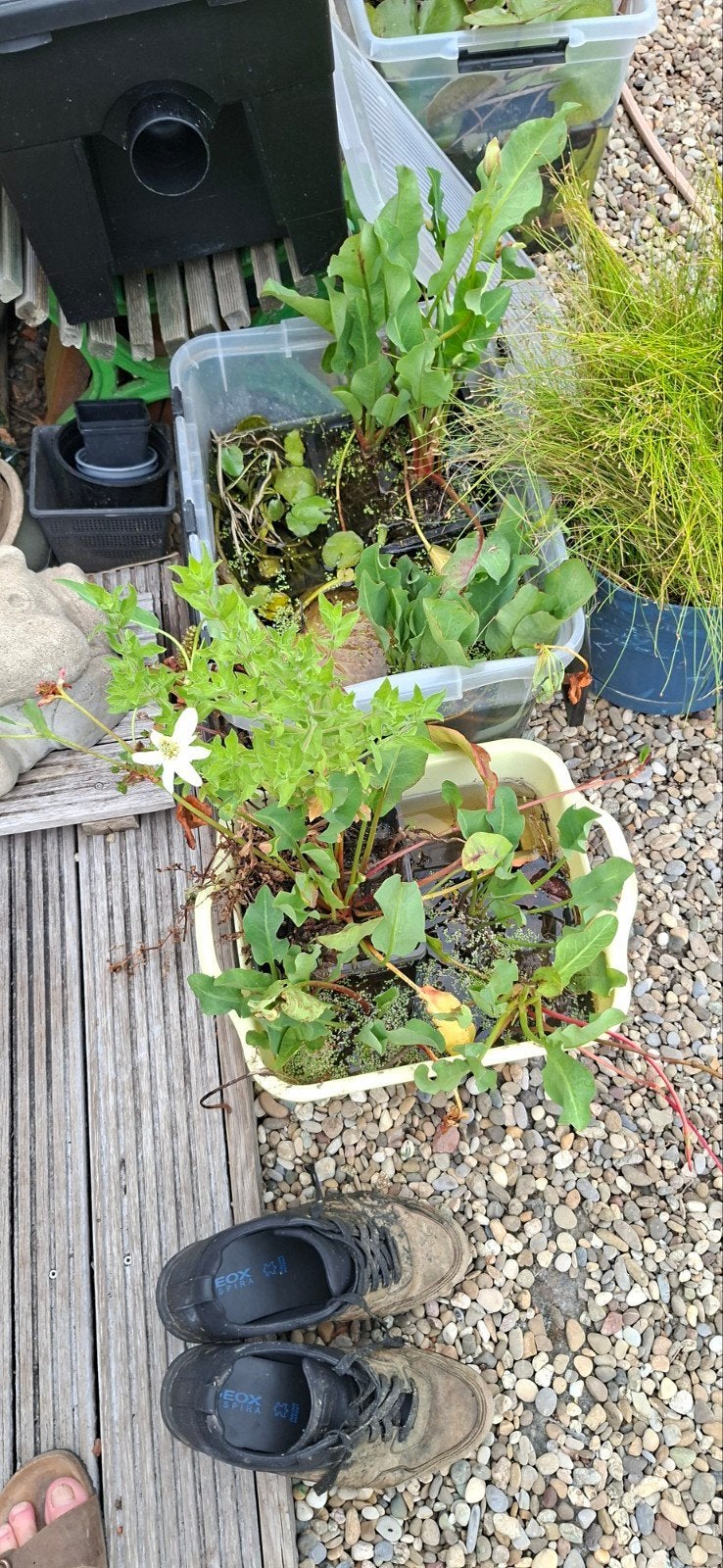 waterplanten, Ophalen