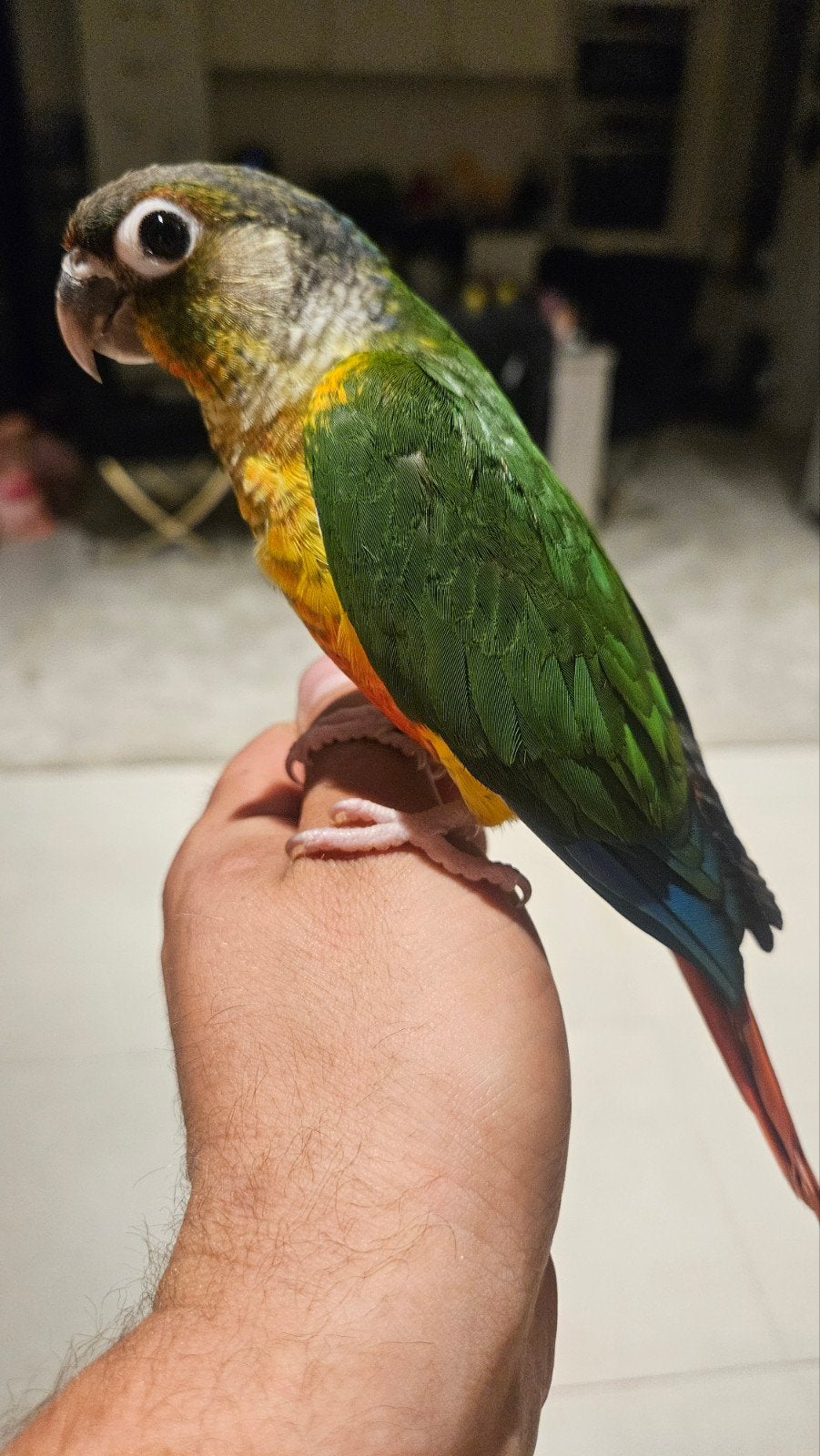 Jeune pyrrhura molinea opaline / lutino femelle eam, Animaux & Accessoires, Oiseaux | Perruches & Perroquets, Femelle, Bagué