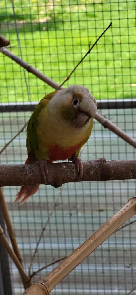Couple molinae  reproducteur, Dieren en Toebehoren, Vogels | Parkieten en Papegaaien, Geringd