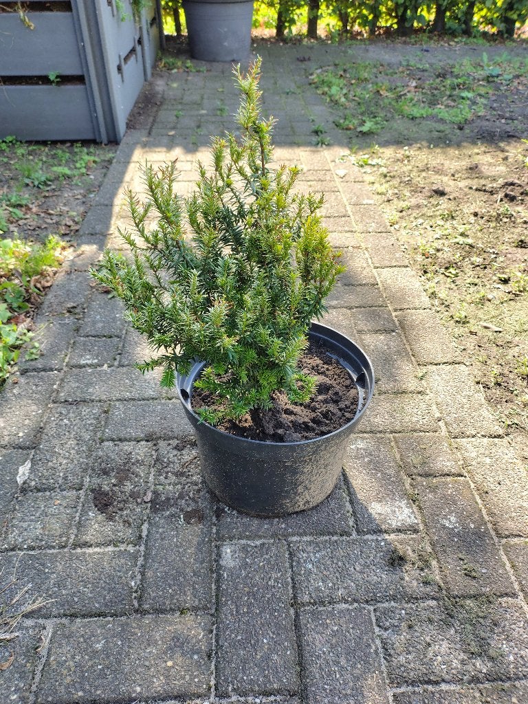 taxus, Jardin & Terrasse, Enlèvement, Taxus, Arbuste, Moins de 100 cm