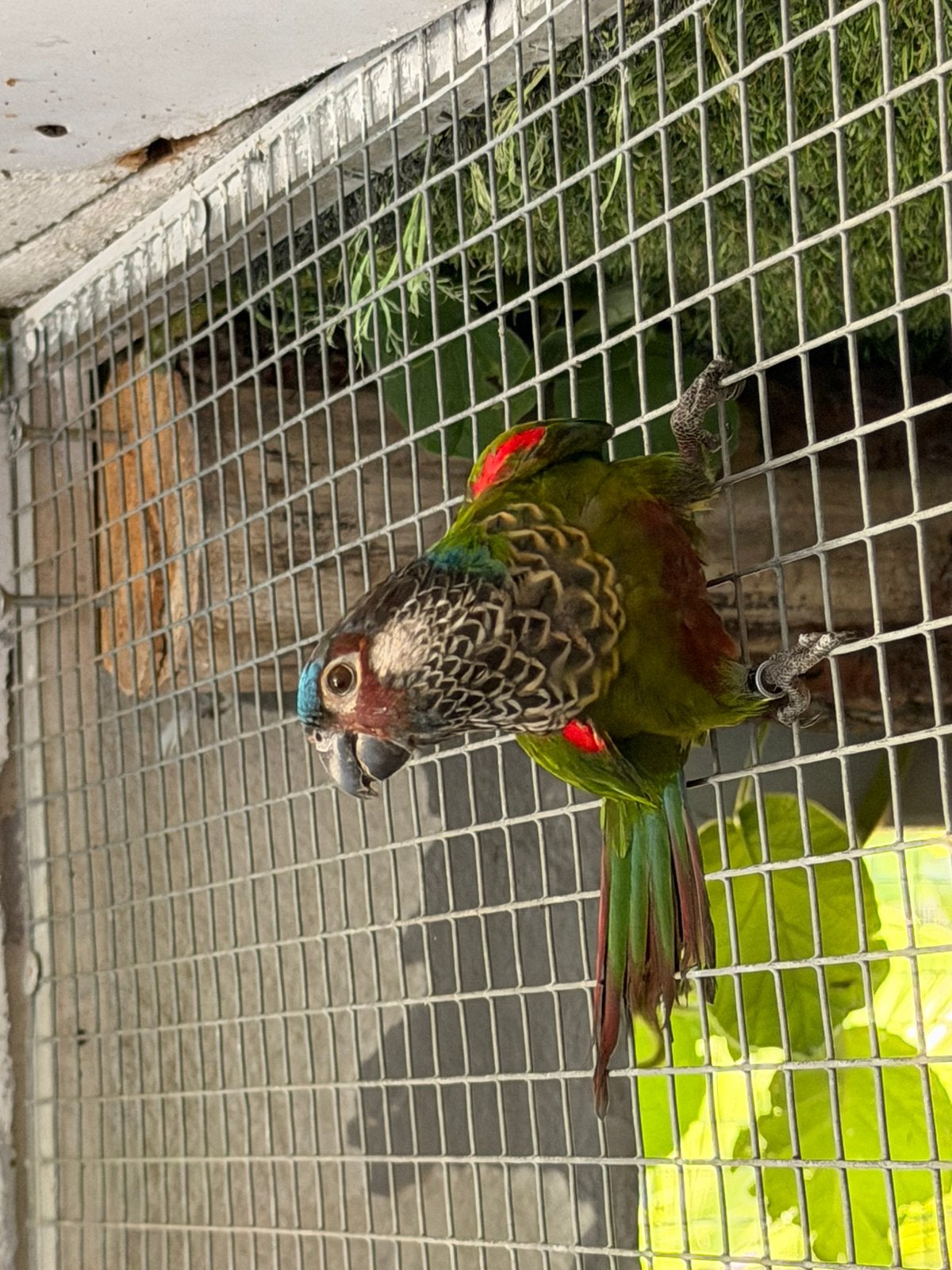 Conure picta, Vrouwelijk