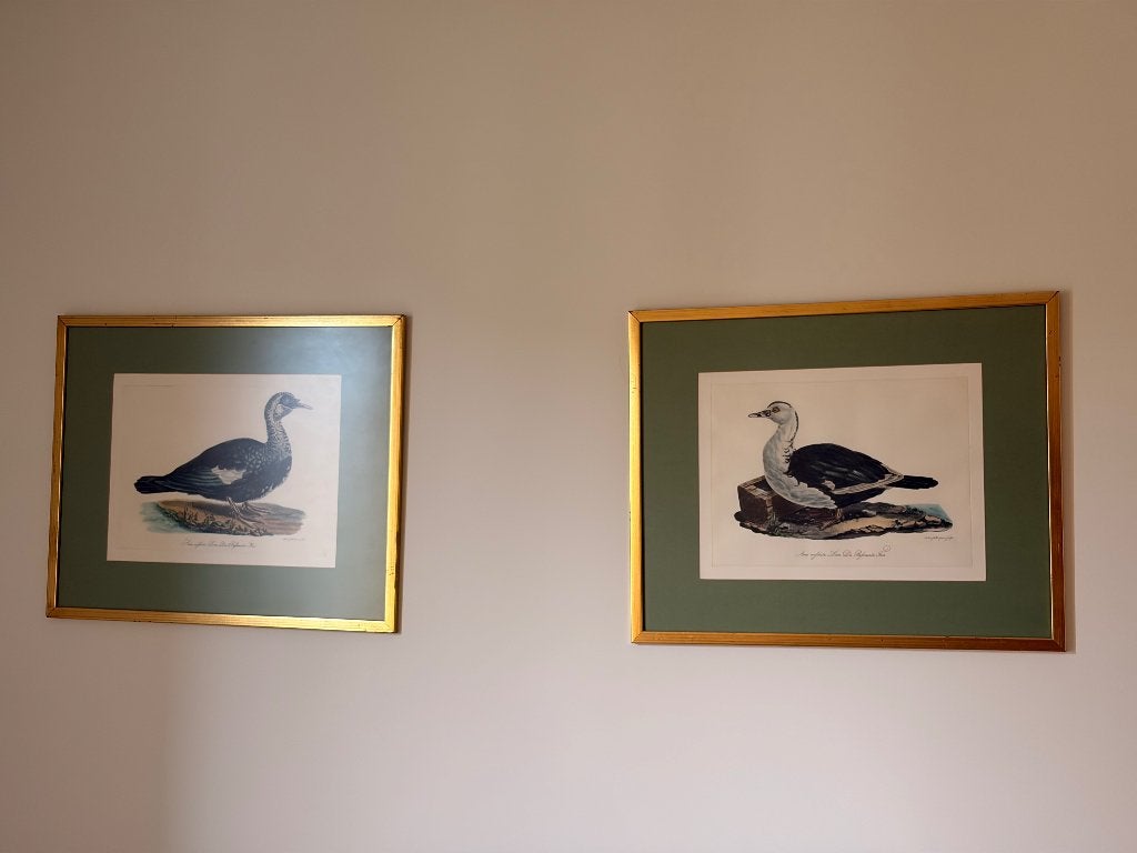 Canard illustration cadre, 50 cm, 63 cm, Enlèvement, Utilisé