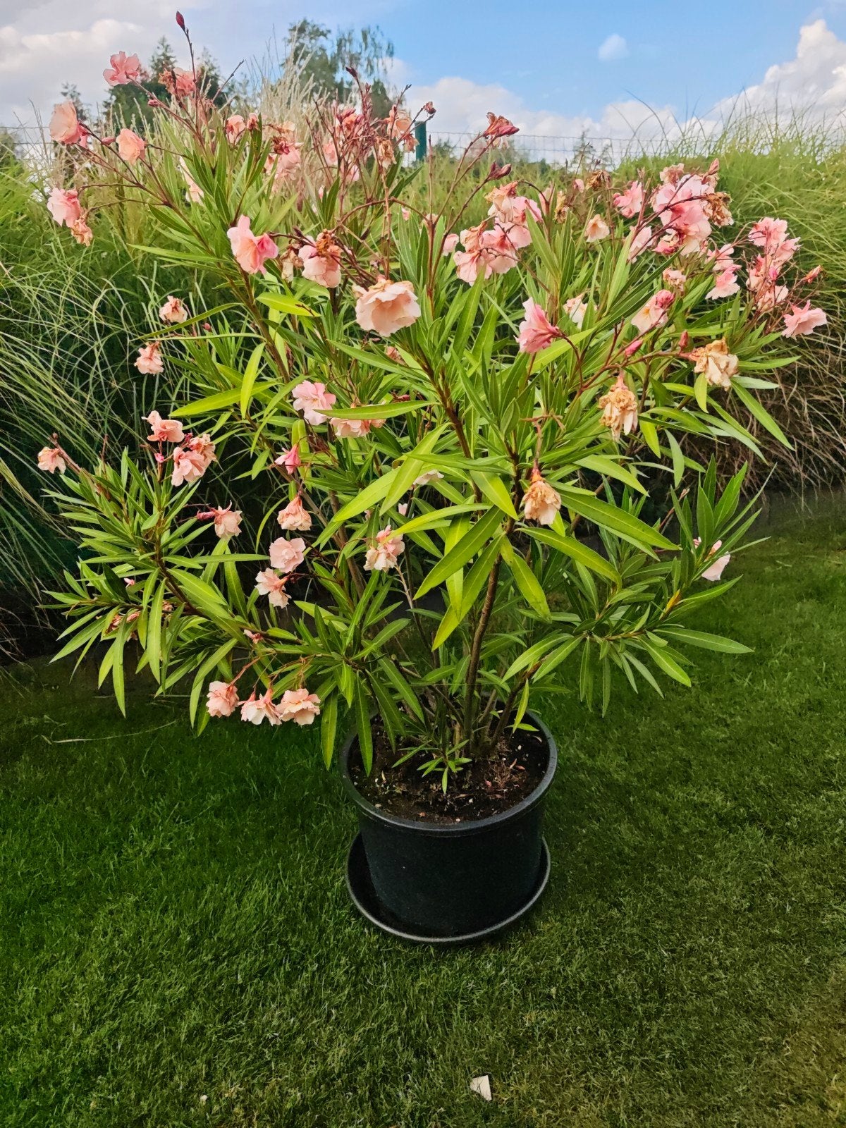 rose oleander, Tuin en Terras, Ophalen