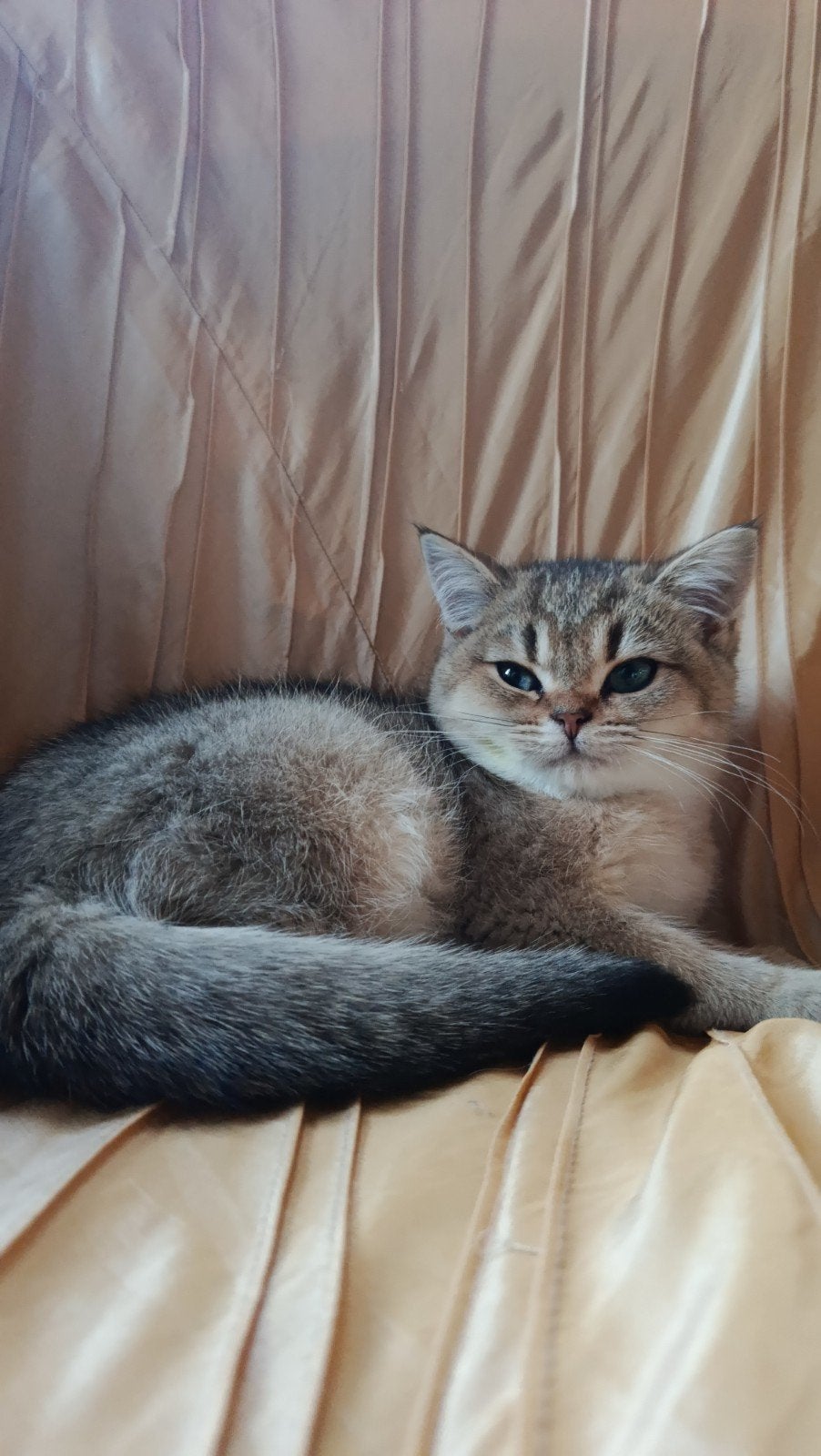 British korthaar black golden chaded, Poes, Gechipt, 0 tot 2 jaar