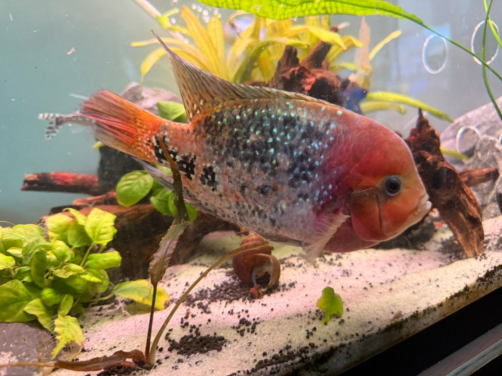 Vieja Cichlide, Dieren en Toebehoren, Vissen | Aquariumvissen, Vis, Zoetwatervis