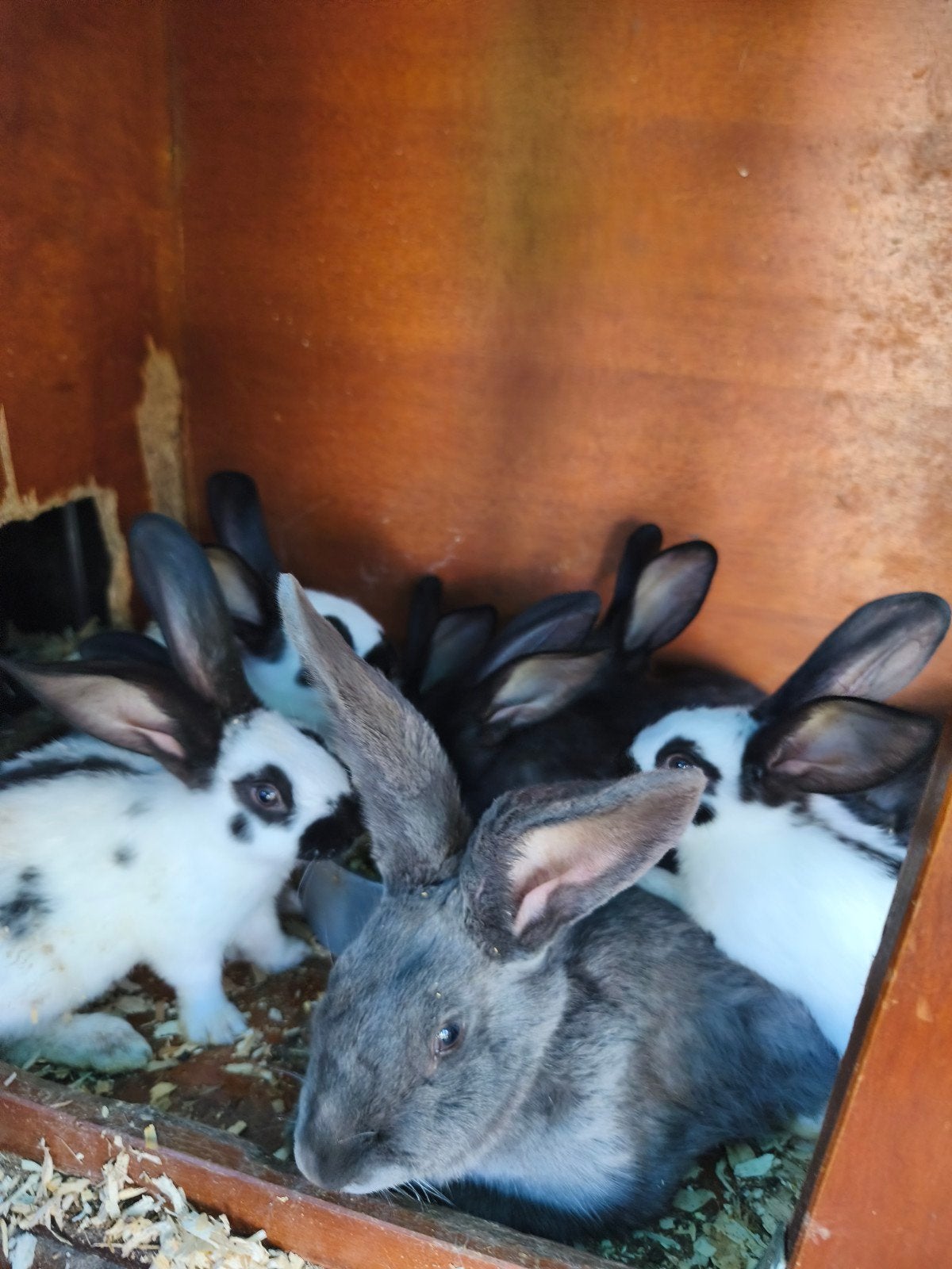 2 lapins papillon et 17 jeunes