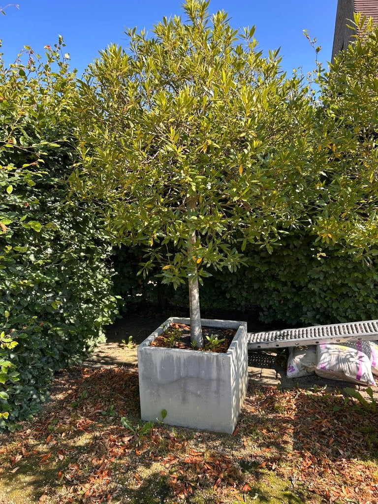 Laurierbomen in pot te koop ( 2 stuks), Tuin en Terras, Overige soorten, Lente, 100 tot 250 cm, Ophalen