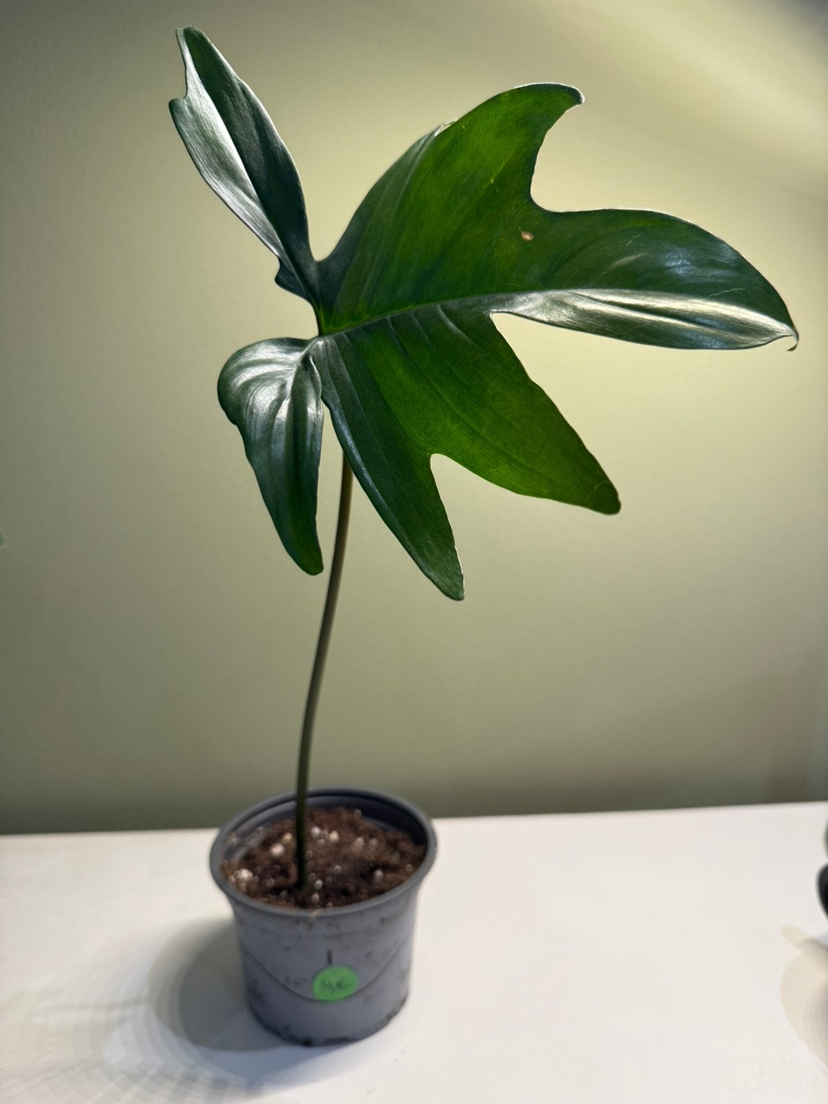 Philodendron plant, Overige soorten, In pot, Minder dan 100 cm, Groene kamerplant