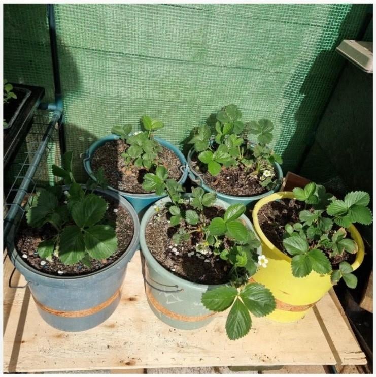Meerjarige aarbeien planten in emmer, 3€/st, 10€ alle vijf, Ophalen, Vaste plant, Fruitplanten